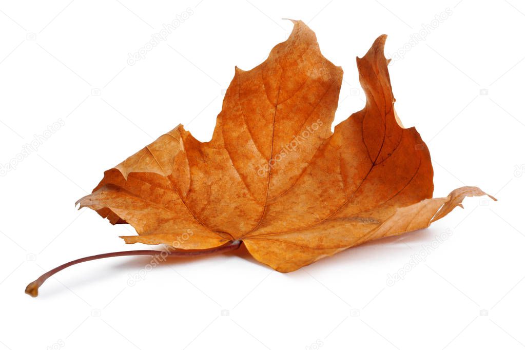 Autumn maple branch with leaves with shadow isolated on white background