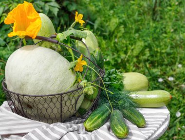 Olgun salatalık kabak ve bahçenin arka planda ahşap masa üzerinde metal bir sepet içinde kabak hasat