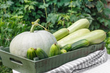 Olgun salatalık kabak ve arka planda ahşap masa ahşap kutusunda Bahçe kabak hasat