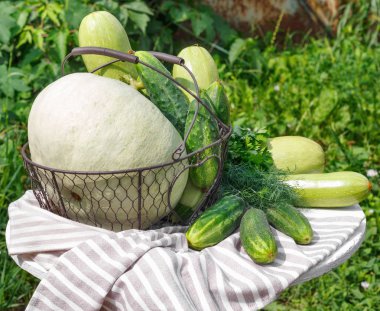 Olgun salatalık kabak ve bahçenin arka planda ahşap masa üzerinde metal sepet kabak hasat