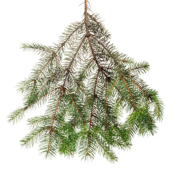 Green Branch Spruce Needles White Isolated Background — Stock Photo, Image