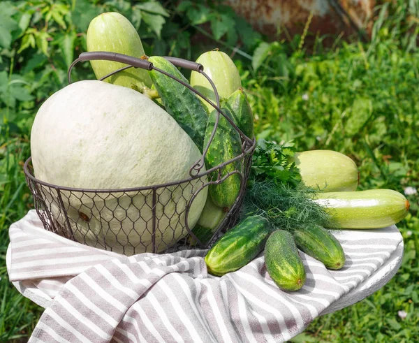 Olgun salatalık kabak ve bahçenin arka planda ahşap masa üzerinde metal sepet kabak hasat