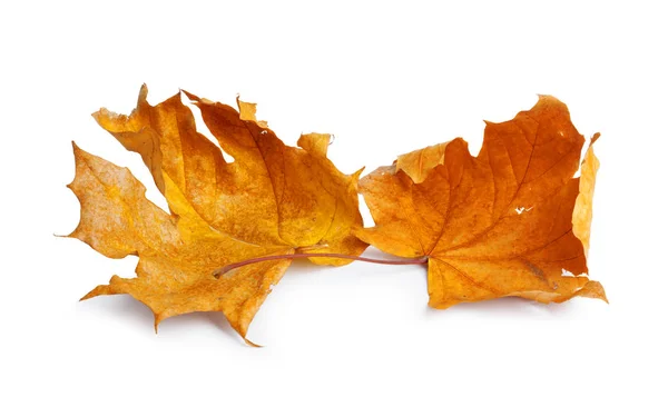 Herfst Esdoorn Tak Met Bladeren Met Schaduw Geïsoleerd Witte Achtergrond — Stockfoto