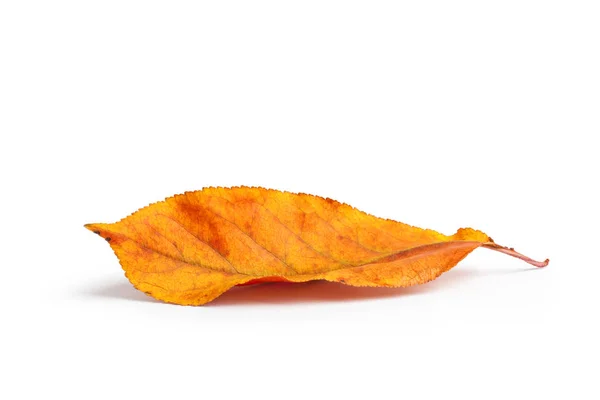 Herbst Zweig Mit Blättern Mit Schatten Isoliert Auf Weißem Hintergrund — Stockfoto