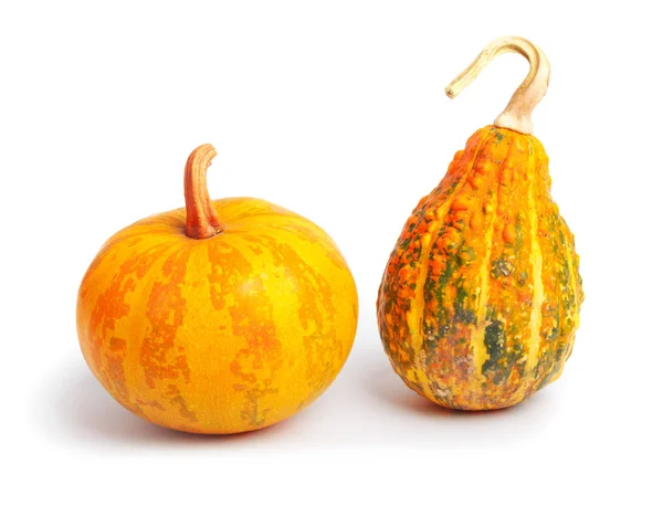 Two Pumpkins Isolated White Background Fresh Orange Decorative — Stock Photo, Image