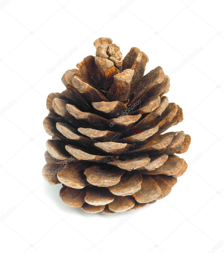 Old brown pinecone isolated on  white background