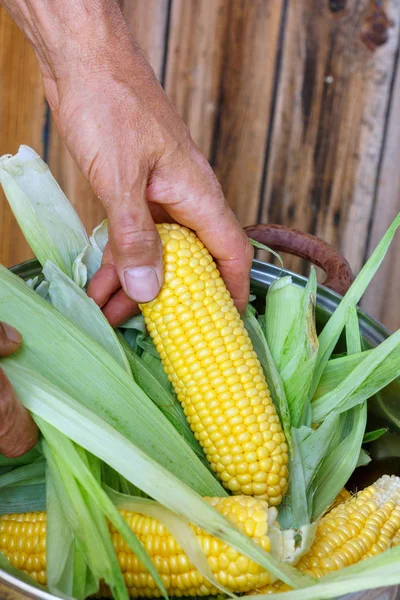 Agricultor Segurando Espigas Milho Mão Fundo Parede Madeira — Fotografia de Stock