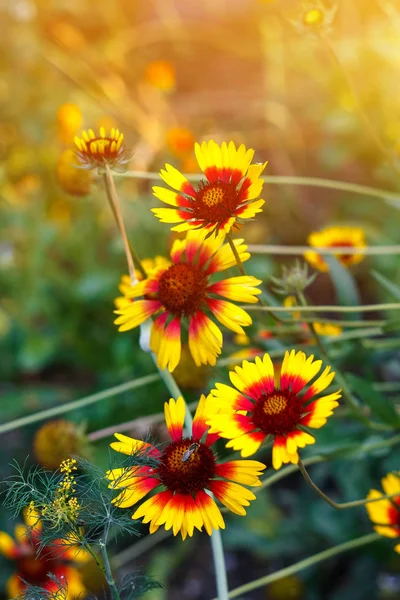 Krásné Zářivě Žlutý Květ Rudbeckia Kvetoucí Zelená Louka — Stock fotografie