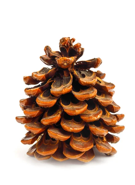 Pinecone 배경에 — 스톡 사진