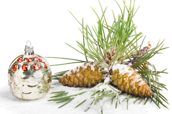 Sneeuw Bedekte Pine Tak Met Kegels Geïsoleerd Witte Achtergrond — Stockfoto