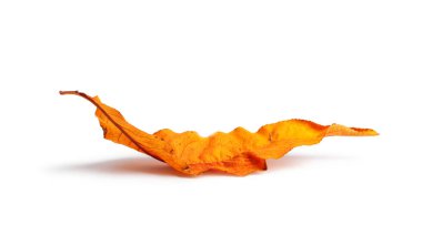 Beyaz arka plan üzerinde izole gölge ile yaprakları ile sonbahar şube