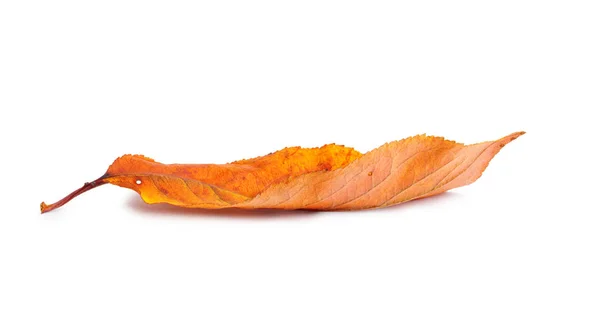 Herbst Zweig Mit Blättern Mit Schatten Isoliert Auf Weißem Hintergrund — Stockfoto