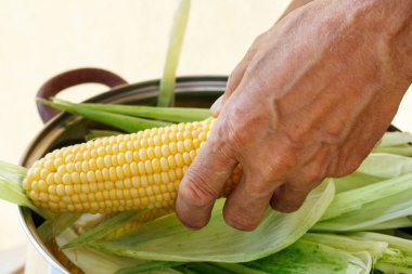 Mısır koçanı ahşap duvar arka plan üzerinde elinde tutan çiftçi