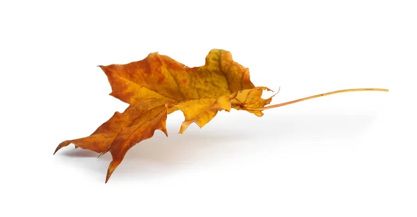 Herfst Esdoorn Tak Met Bladeren Met Schaduw Geïsoleerd Witte Achtergrond — Stockfoto