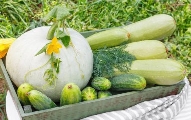 Olgun salatalık kabak ve arka planda ahşap masa ahşap kutusunda Bahçe kabak hasat