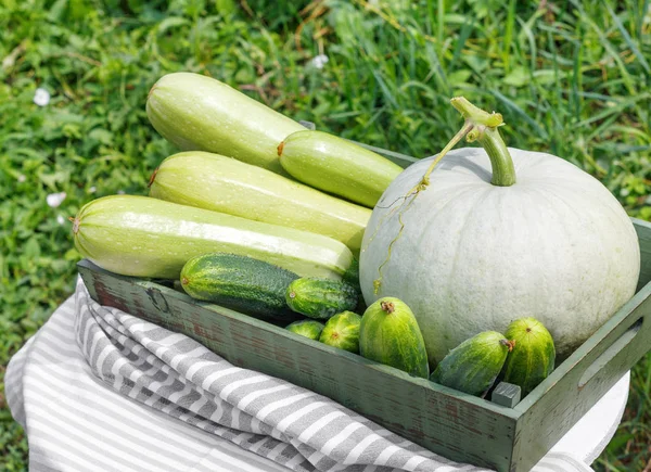 Ernte Von Reifem Gurkenkürbis Und Kürbis Holzkiste Auf Holztisch Hintergrund — Stockfoto