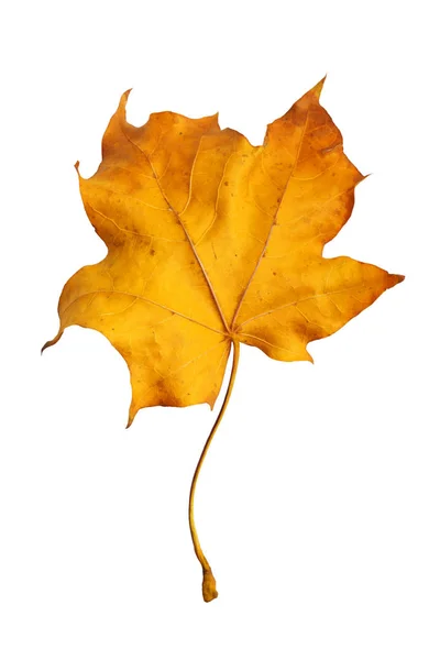 白地に葉が孤立した秋のもみじの枝 — ストック写真