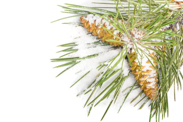 Noel Ağacı Kar Beyaz Izole Arka Planda Kaplı Çam Kozalakları — Stok fotoğraf