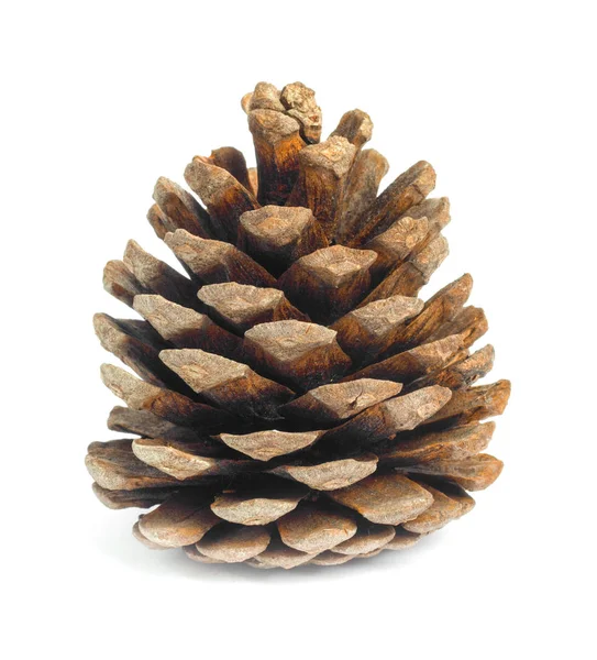 Old Brown Pinecone Isolated White Background — Stock Photo, Image