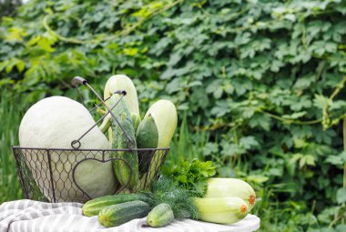 Olgun salatalık kabak ve bahçenin arka planda ahşap masa üzerinde metal sepet kabak hasat