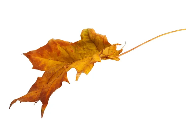 Otoño Rama Arce Con Hojas Aisladas Sobre Fondo Blanco — Foto de Stock