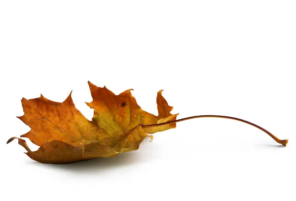 Branche Érable Automne Avec Feuilles Ombre Isolée Sur Fond Blanc — Photo