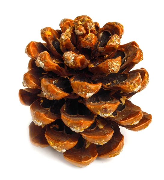 Pinecone Marrom Velho Isolado Fundo Branco — Fotografia de Stock