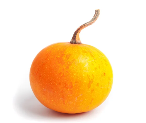 Dynia Białym Tle Świeże Pomarańczowy Dekoracyjne — Zdjęcie stockowe