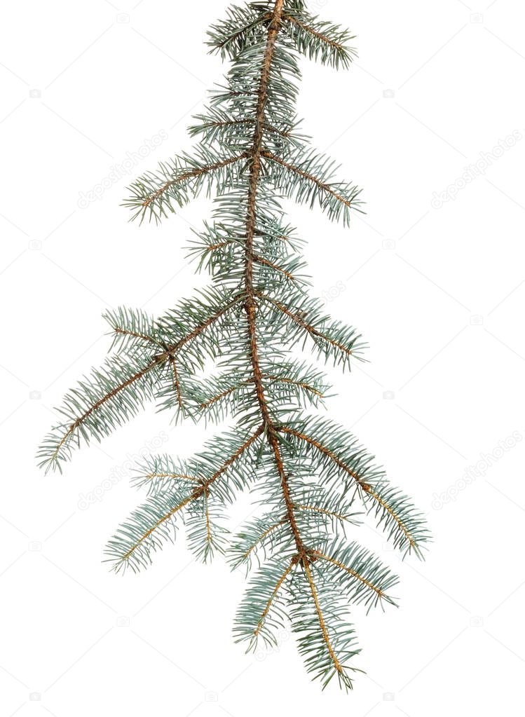 Green branch of spruce with needles on white isolated background