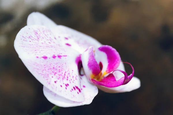 美丽的粉红色兰花分支在抽象模糊的背景上 — 图库照片