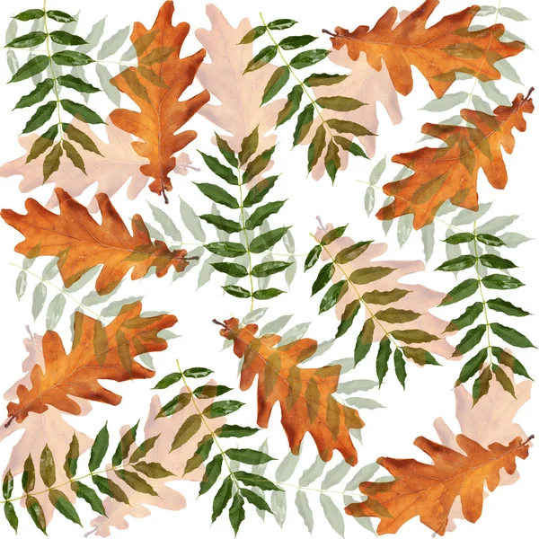 Barevné Podzimní Větev Stromu Bílém Pozadí Izolované — Stock fotografie