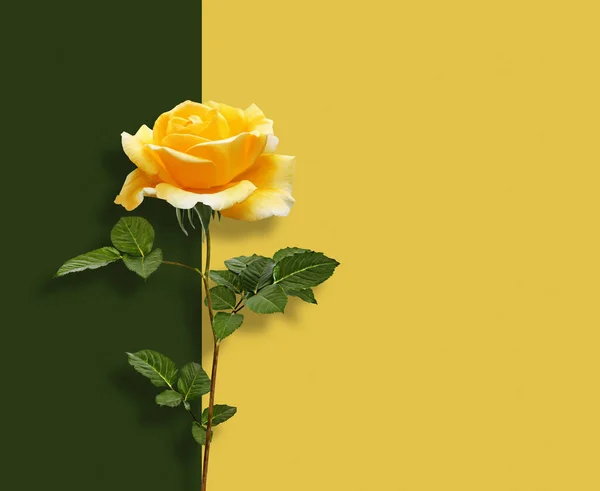 Schöne Gelbe Rose Mit Grünen Blättern Auf Abstraktem Vielfarbigem Hintergrund — Stockfoto