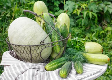 Olgun salatalık kabak ve bahçenin arka planda ahşap masa üzerinde metal sepet kabak hasat