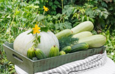 Olgun salatalık kabak ve arka planda ahşap masa ahşap kutusunda Bahçe kabak hasat