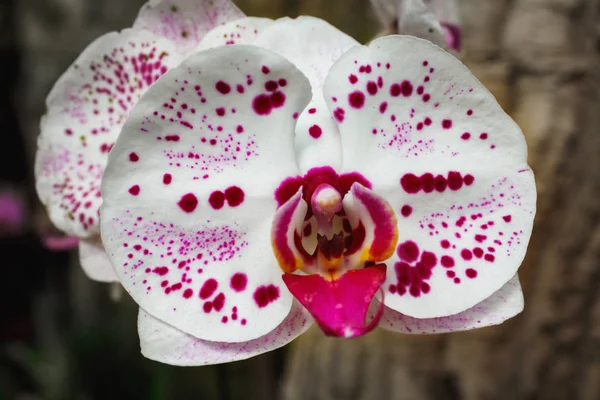 Hermosa Variedad Rama Orquídea Rosa Phalaenopsis Sobre Fondo Abstracto Aire —  Fotos de Stock