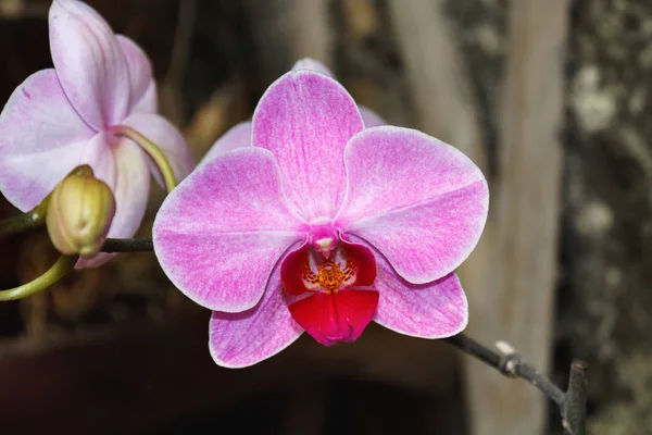 Schöne Rosa Orchideenzweig Sorte Phalaenopsis Sanderiana Auf Dunklem Hintergrund Freien — Stockfoto