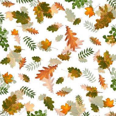 Ağaç beyaz izole arka plan üzerinde renkli sonbahar Şubesi