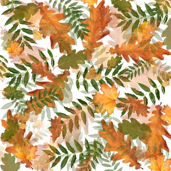 Colorful Autumn Foliage Chaotic Order Abstract Background Top View Flat — Stock Photo, Image