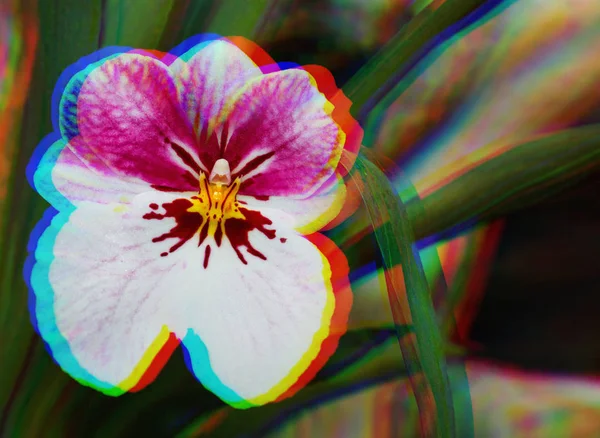 Vackra Rosa Orchid Filial Mängd Miltonia Abstrakt Suddig Bakgrund Med — Stockfoto
