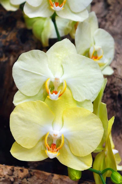 Krásná Růžová Orchidej Větev Odrůda Phalaenopsis Sanderiana Tmavém Pozadí Venkovní — Stock fotografie