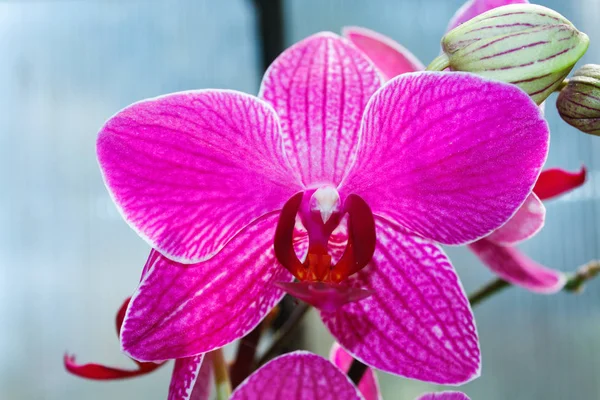 Schöne Rosa Orchideenzweig Sorte Phalaenopsis Rosea Auf Abstrakten Verschwommenen Hintergrund — Stockfoto