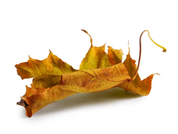 白い背景で隔離の影と葉付き秋のメープルの枝 — ストック写真