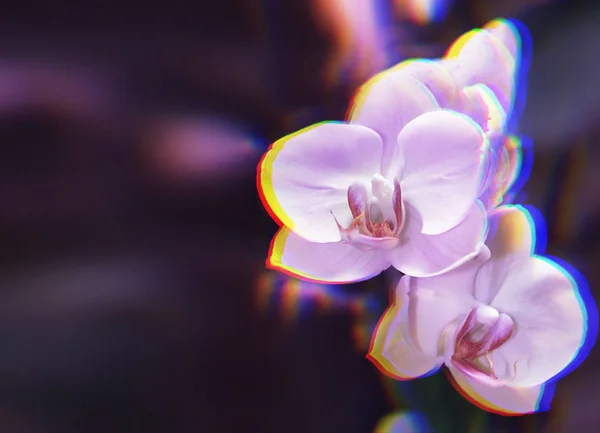 Ramo Bonito Orquídea Fundo Borrado Abstrato Com Efeito Falha — Fotografia de Stock