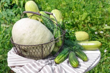 Olgun salatalık kabak ve bahçenin arka planda ahşap masa üzerinde metal sepet kabak hasat
