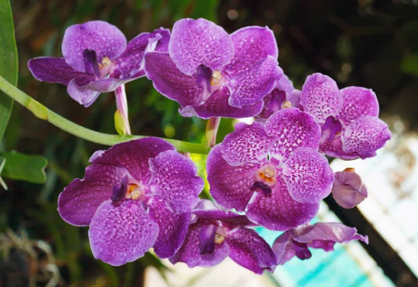 Beautiful Pink Orchid Branch Variety Phalaenopsis Vanda Abstract Blurred Backgroun — Stock Photo, Image