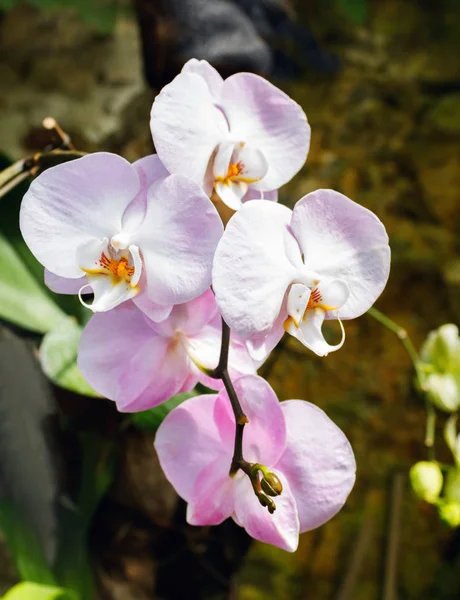 Krásná Růžová Orchidej Větev Odrůda Phalaenopsis Sanderiana Tmavém Pozadí Venkovní — Stock fotografie