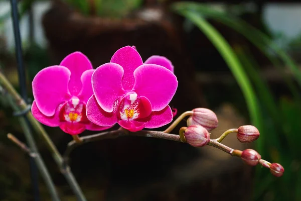 Beautiful Pink Orchid Branch Variety Phalaenopsis Rosea Abstract Blurred Background — Stock Photo, Image