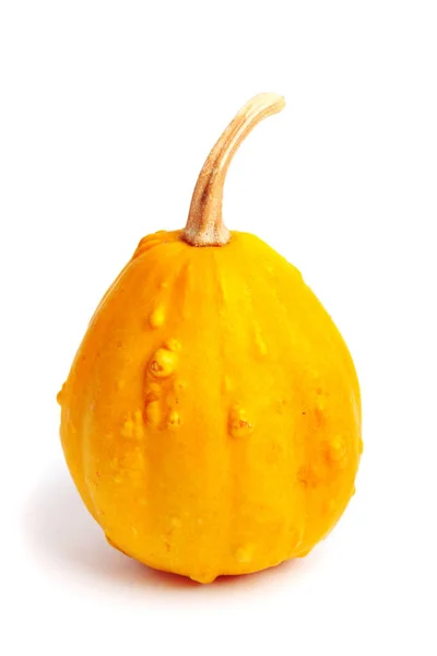 Pumpkin Isolated White Background Fresh Orange Decorative — Stock Photo, Image