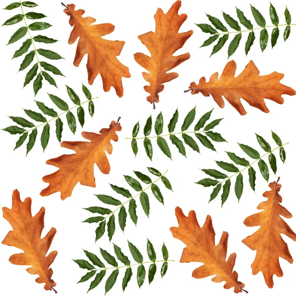Bunte Herbstliche Zweig Des Baumes Auf Weißem Isolierten Hintergrund — Stockfoto