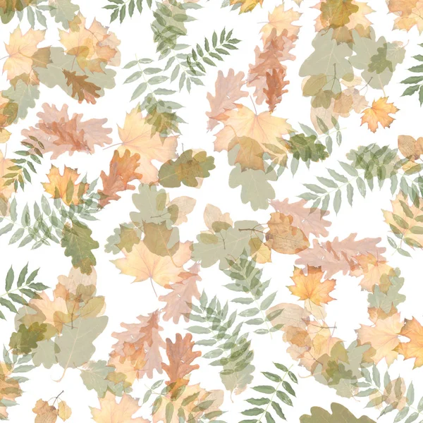 孤立した白地のカラフルな秋枝 — ストック写真
